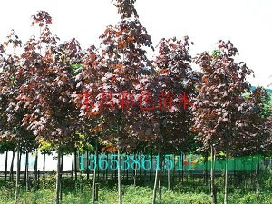 商丘红国王挪威槭便宜|上海 红国王挪威槭景观