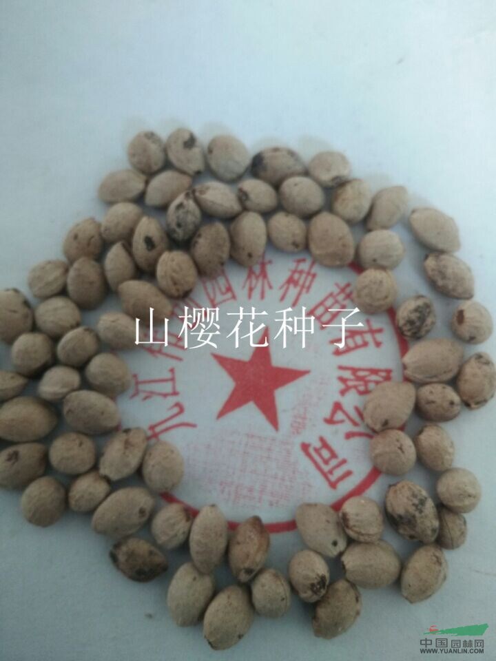 江西山樱花种子介绍