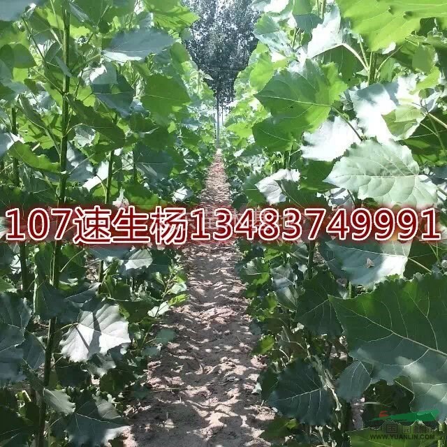 大量柳树苗杨树苗供应