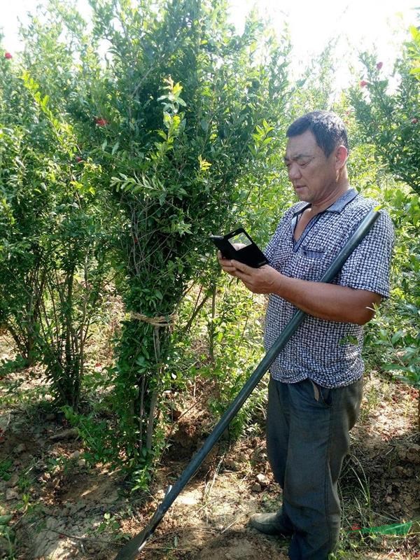 丛生花石榴新价格/丛生花石榴报价