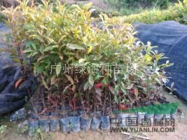 供應20-100公分高山杜英苗