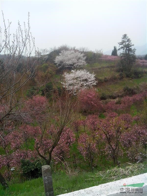 樱花供应/余姚四明山樱花基地/出售樱花--红枫