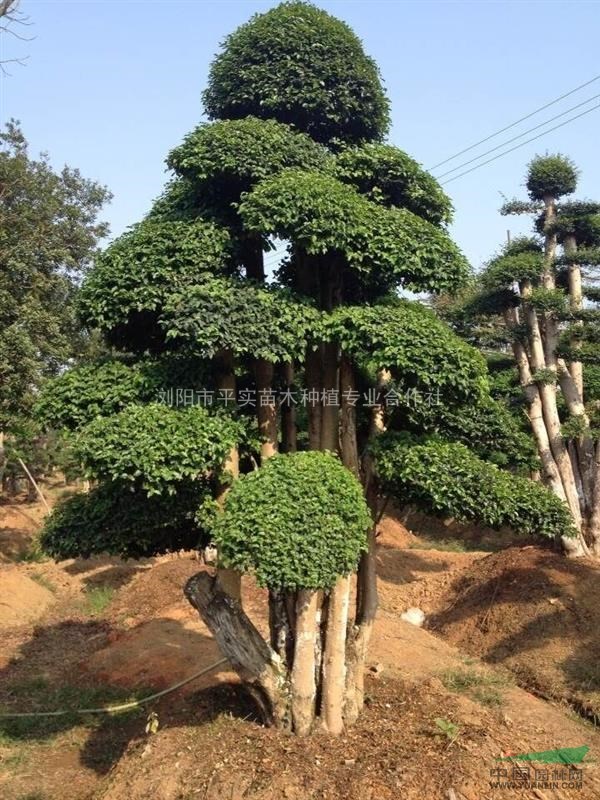 小叶女贞造型盆景,高4m,宽3m,地径30cm