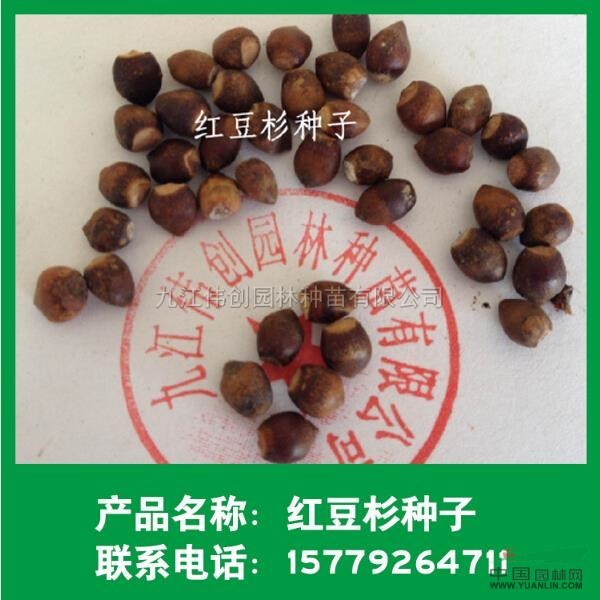 江西红豆杉种子
