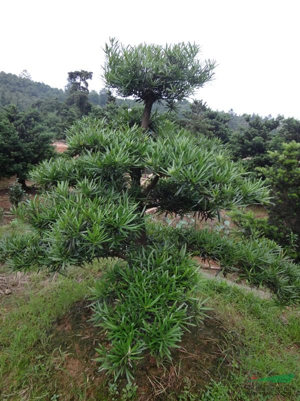 精品罗汉松,造型罗汉松,罗汉松,罗汉松球,罗汉松小苗