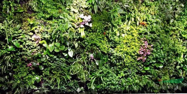临沂植物墙-室内植物墙装饰-室外植物墙-临沂室