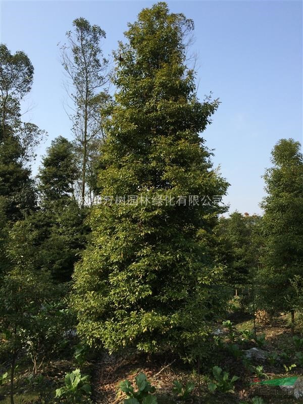 桢楠 供应桢楠 成都桢楠树 桢楠价格 万树园林供应