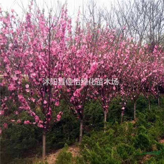 红梅 红梅苗 园林绿化 绿梅 美人梅 垂梅 梅花基地