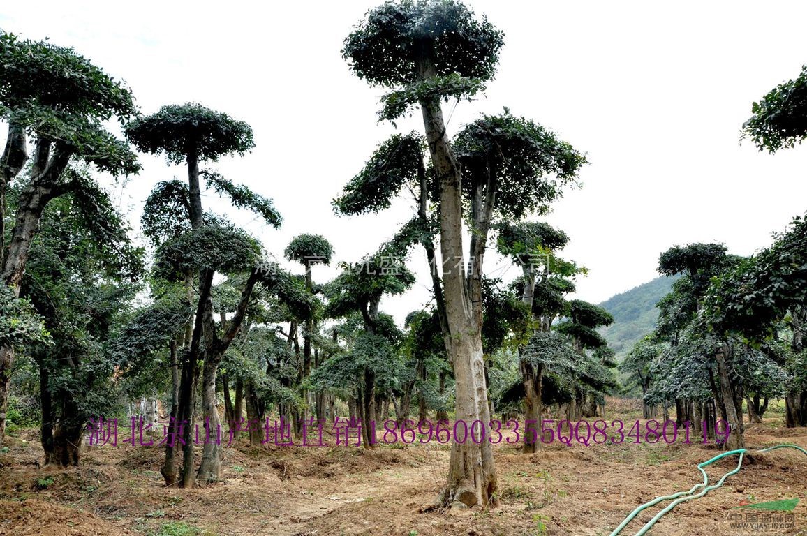 绿化苗木 乔木 湖北山东河南地区供应2-80公分对节白蜡树>