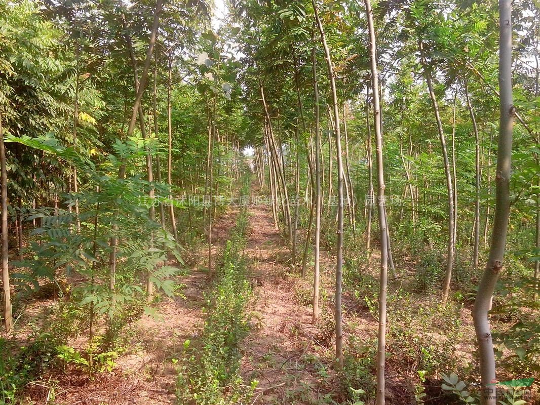 我们苗圃实景供应枫杨,苦楝,水杉,水杉小苗,构树.乌桕等规格