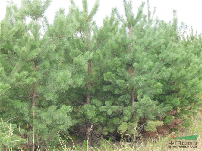 油松(苗圃)基地_种植厂家_产地报价单_汝南县中林花木