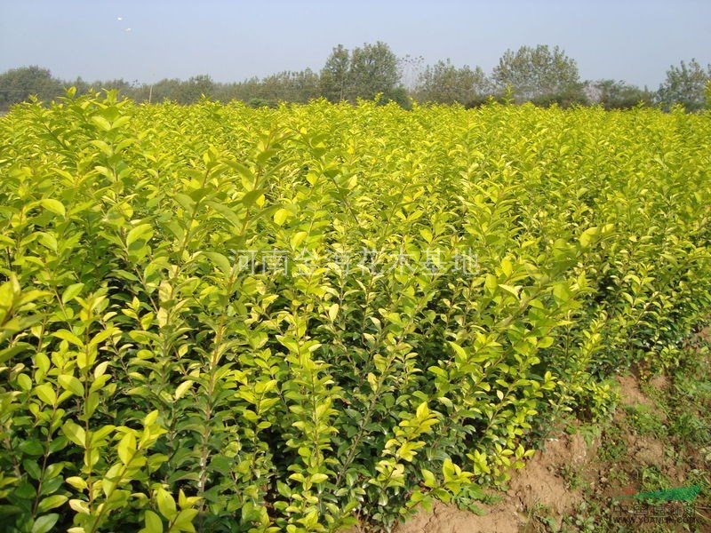 河南鄢陵县金海花木基地