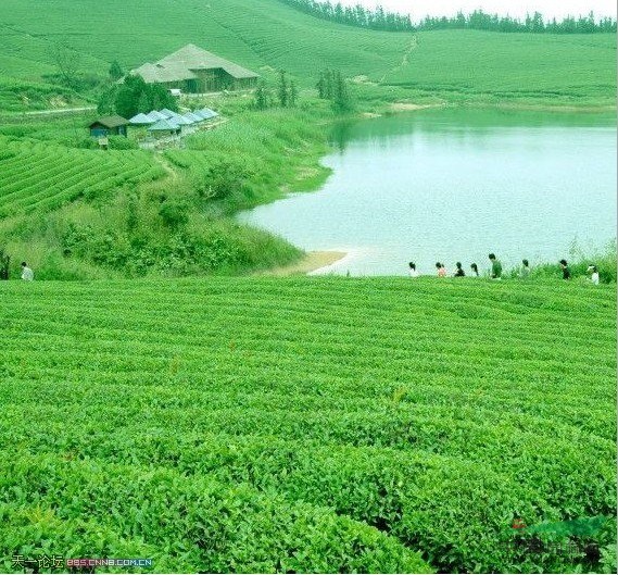 凤凰茶苗:芝兰香、茉莉香、桂花香、黄枝香、鸭屎香、等。。。