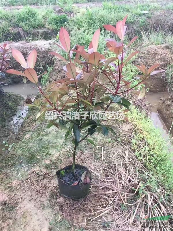 精品红叶石楠大杯苗