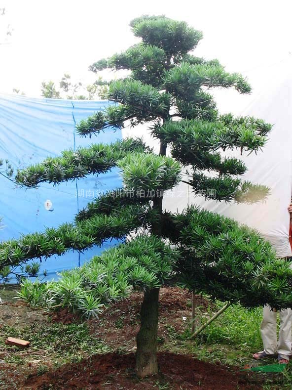 湖南罗汉松树
