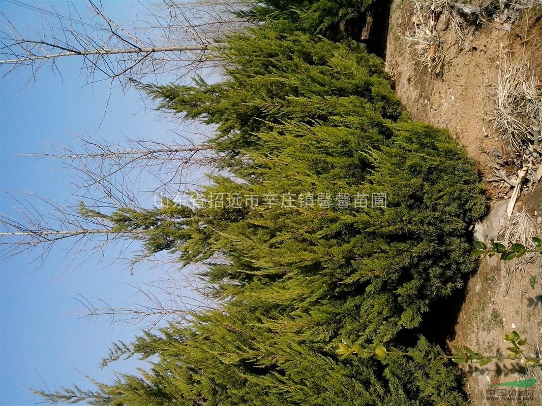 本苗圃常年供应:大叶黄杨(球)、女贞球、红叶小檗球、龙柏(球)、北海道黄杨、绣线菊、扶芳藤、雪松、黑松、香花槐、龙爪槐、法桐、合欢、银杏、大叶女贞、柿子树、石榴树、美人梅、樱花、紫叶李、紫叶矮樱、玉兰、海棠、紫荆、木槿、金银木、珍珠梅、连翘等。产品远销山东、北京、天津、河北、山西、辽宁等多个省市,深受广大园林施工单位和苗木经销商的好评。欢迎新老客户实地考察,洽谈合作!