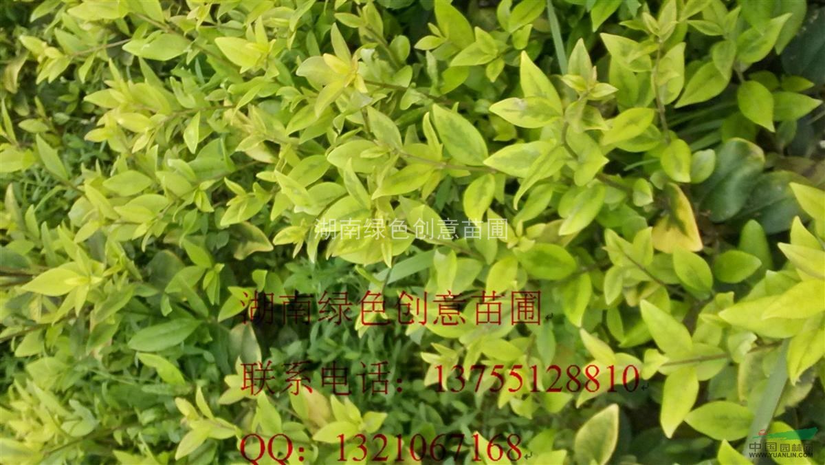 薄利多销25公分左右的金森女贞小苗,金森女贞球,金叶女贞等