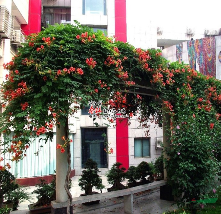 墙边花台设计图片大全,户外庭院墙效果图,农村院坝花台图片(第2页)_大山谷图库