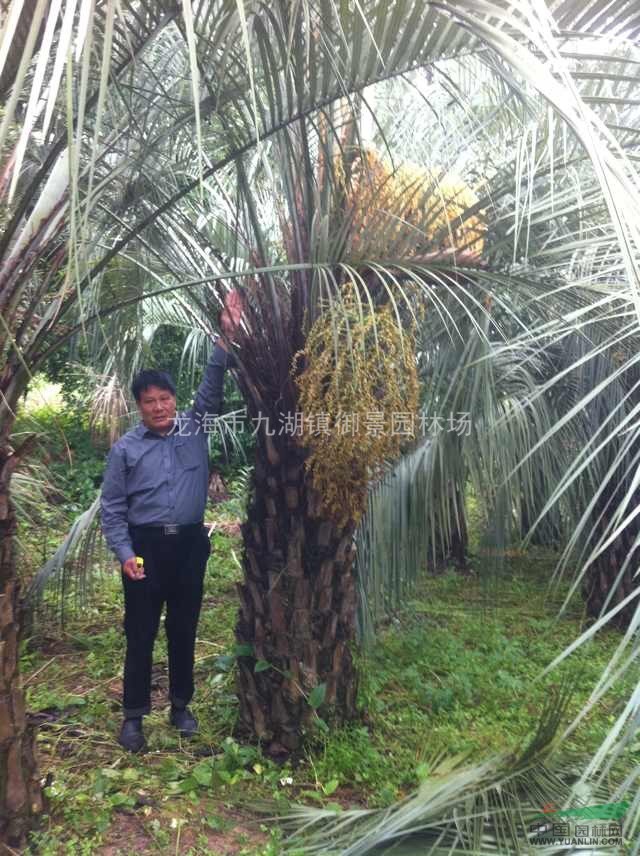 首页 绿化苗木频道 苗木供应 绿化苗木 棕榈类植物 布迪椰子价格 福建