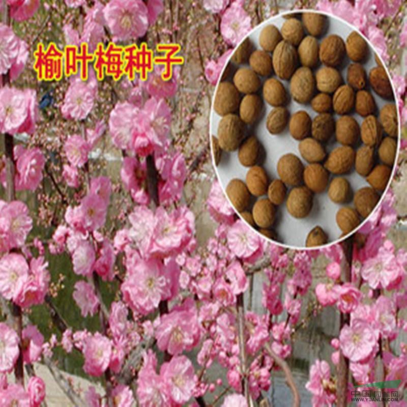 榆叶梅种子价格