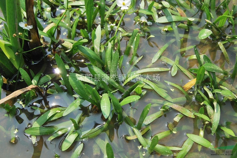 水生植物慈菇,大慈菇,别名剪刀草,燕尾草,蔬卵,牙菇