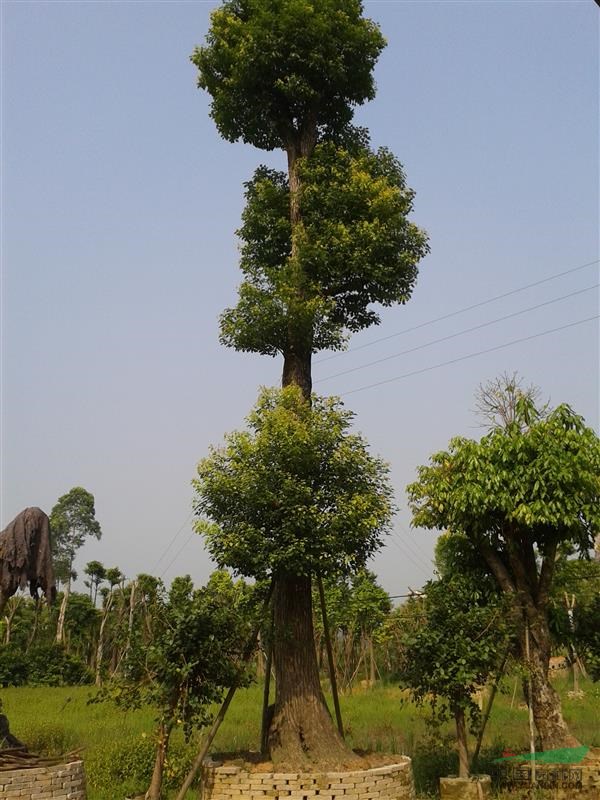 广东地区供应各种大树苗木