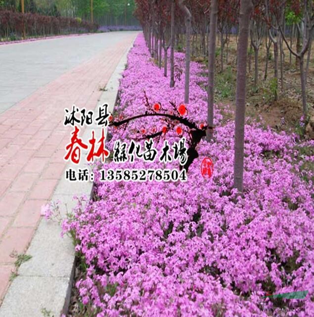 供应宿根花卉-丛生福禄考 大量出售丛生丛生福禄考 基地
