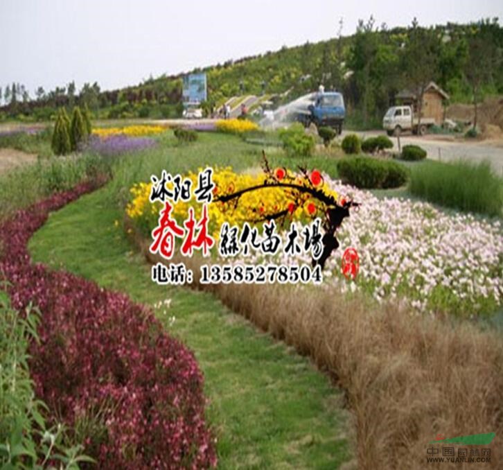 供应地被植物 紫叶千鸟花 又名紫叶山桃草 沭阳紫叶千鸟花