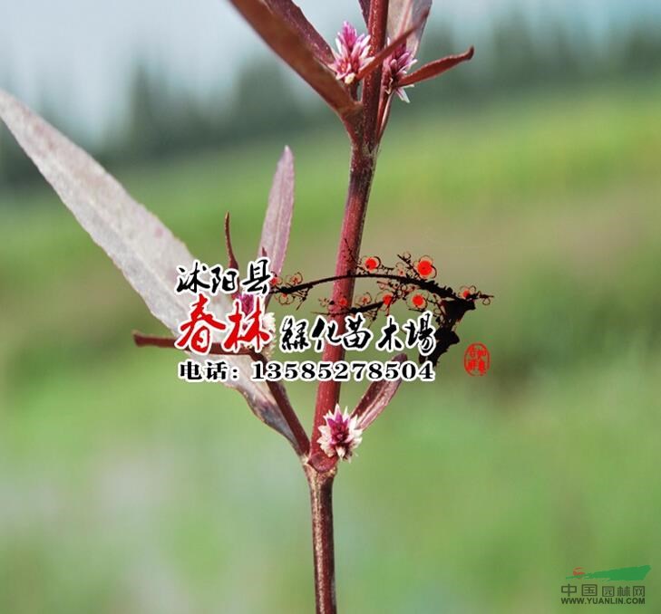 供应水生植物 红莲子草 又名红节节草 红田乌草 红绿草