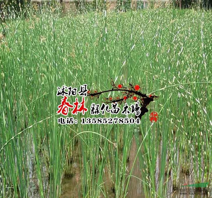 供应水生植物-花叶水葱 金钱水葱 别名 管子草 莞蒲 冲天草