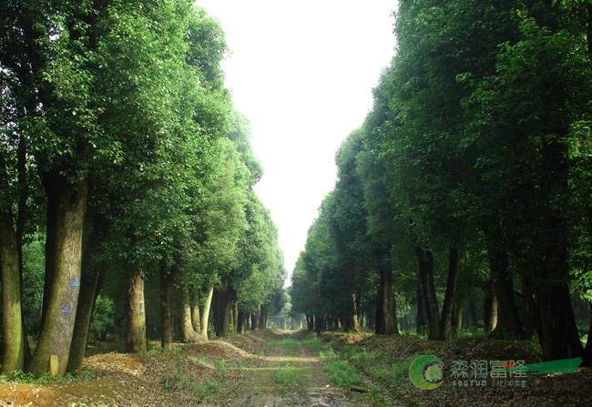 温馨提示: 以上是关于【益阳大型古香樟_独杆香樟树】的详细介绍, 产品由湖南森润富隆林业发展有限公司为您提供,如果您对湖南森润富隆林业发展有限公司产品信息感兴趣可以联系供应商 ,您也可以查看更多与【香樟树】相关的产品!