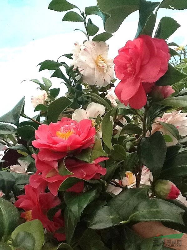 浙江茶花