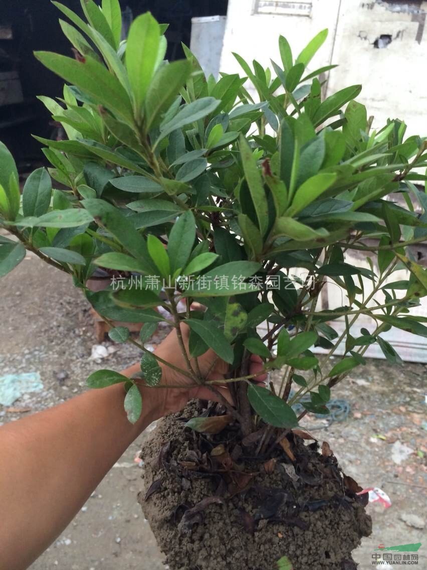 浙江地区出售毛鹃小毛球h40p30