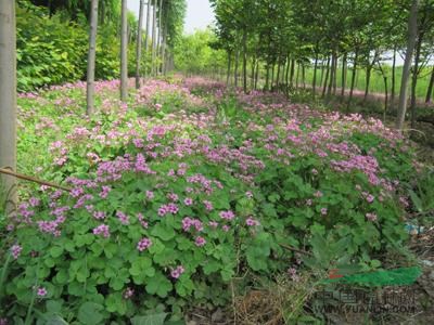 红花草图片红花草报价