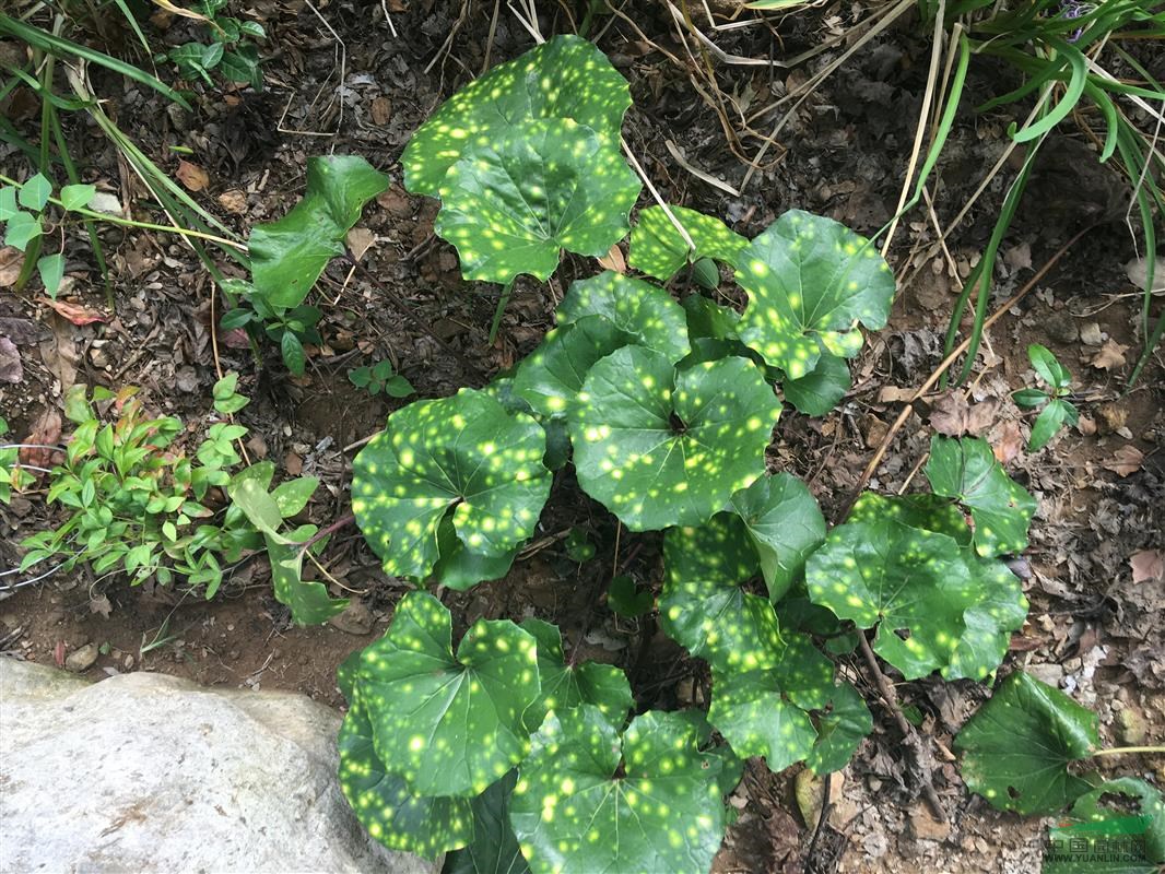 浙江花叶大吴风草