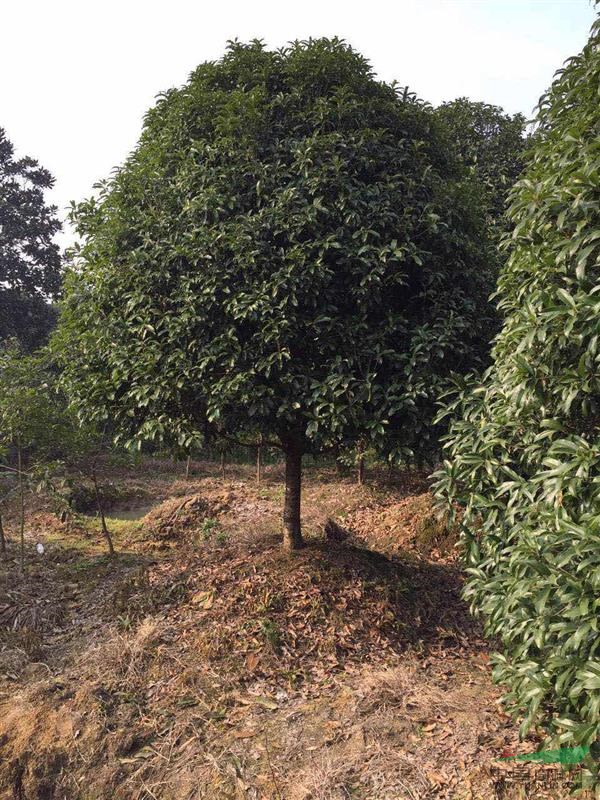 首页 河南苗木花木园林苗圃场 产品供应 > 径2-30公分四季桂售价,四季