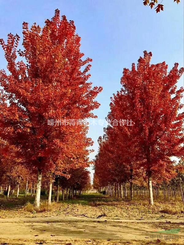 所 在 地浙江嵊州 浏览次数1750 品  种红枫美国红枫 米  径2公分3