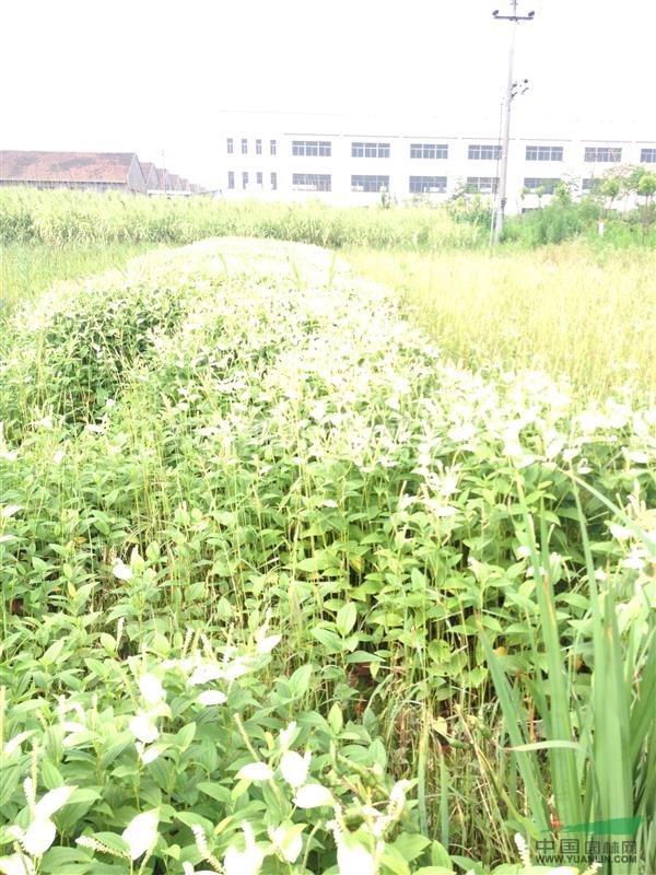 三白草
