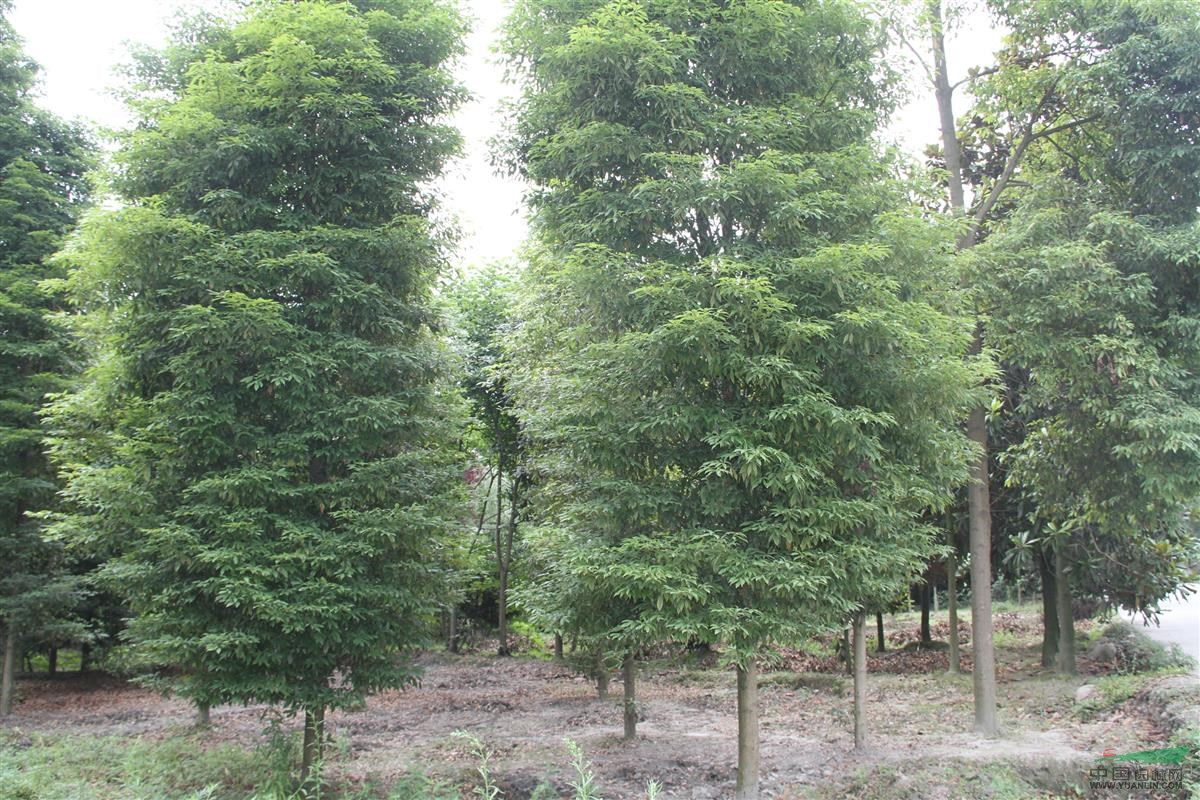 供应8-10公分桢楠,成都桢楠基地,贵州桢楠树供应_供应8-10公分桢楠
