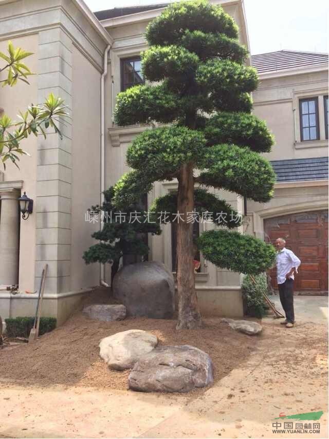 造型罗汉松