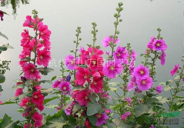 蜀葵 戎葵,吴葵,炮仗花
