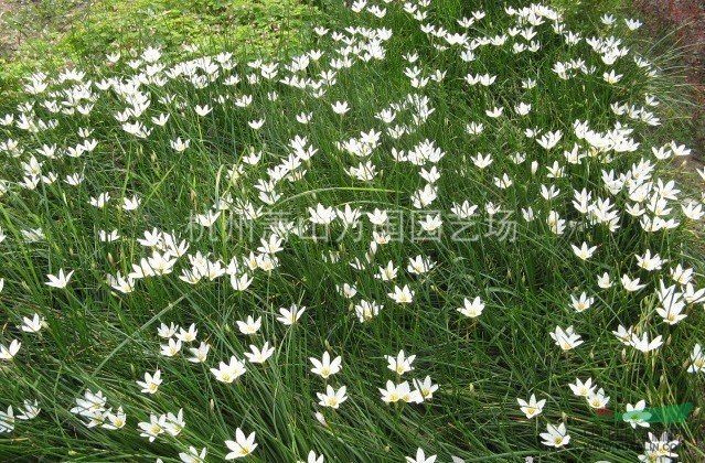 葱兰 韭兰,白花葱兰,红花葱兰,红花韭兰,葱