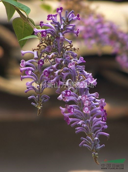 醉鱼草,大叶醉鱼 闭鱼花 痒见消 鱼尾草 樚木五霸蔷