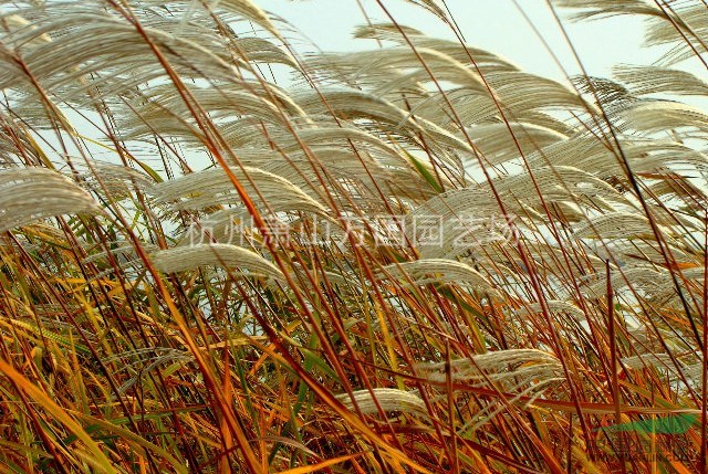 芦荻 花叶芦荻 芦竹