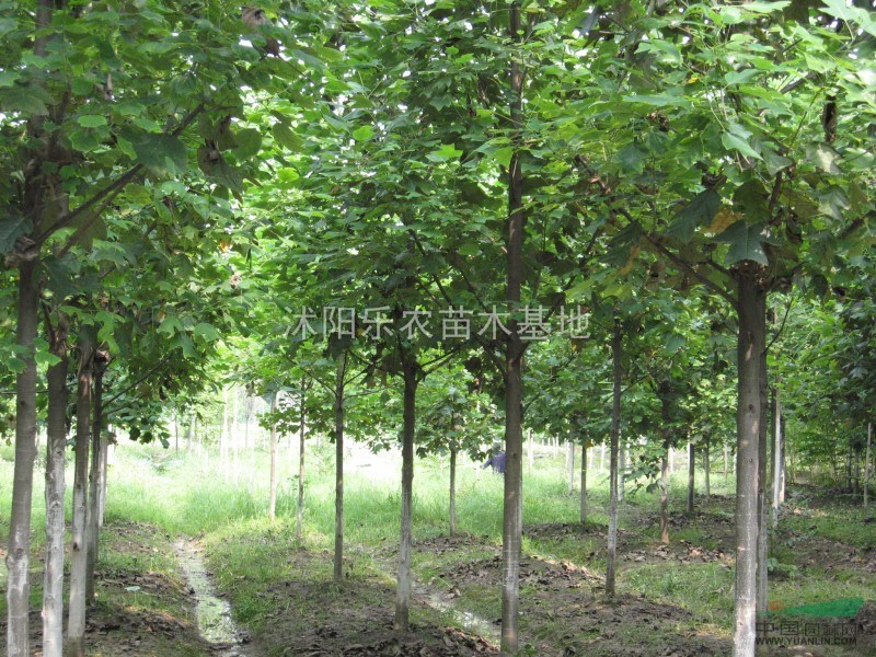 产地v产地乔木工程苗马褂木,七叶树,黄连木,面料,龙爪槐女小衫枫杨图片
