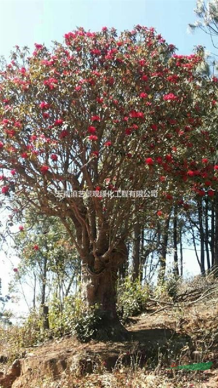 云南地区供应出售高山杜鹃(马樱花)大树杜鹃/马缨杜鹃