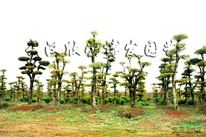 萬株10-50公分刺冬青供應~~~~~~~~~~