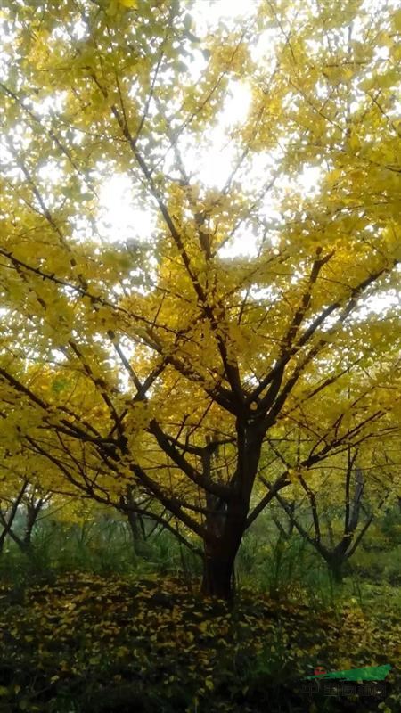 黄金树-银杏树_黄金树-银杏树图片_桂林兴安县宏森
