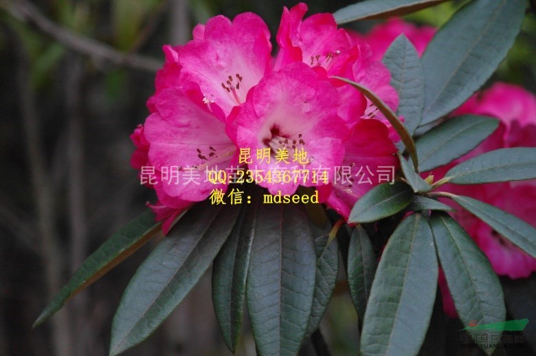 云南高山杜鹃种子杜鹃花种子迷人杜鹃种子花粉色当年新采有货