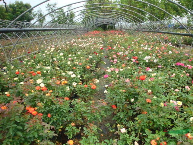 大花月季 品种月季花 盆栽月季花 欧洲月季 名贵月季花小苗